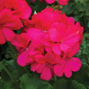 Geraniums (Caliope)